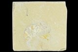 Cretaceous Fossil Shrimp - Lebanon #123934-1